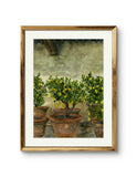 Original - Lemon Trees