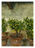 Original - Lemon Trees