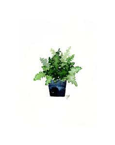 Print - Potted Fern