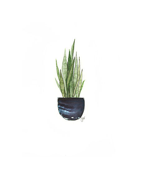 Print - Potted Snake Plant